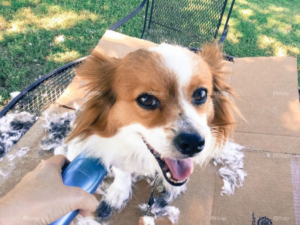 Smiling Pap Loves to be Groomed