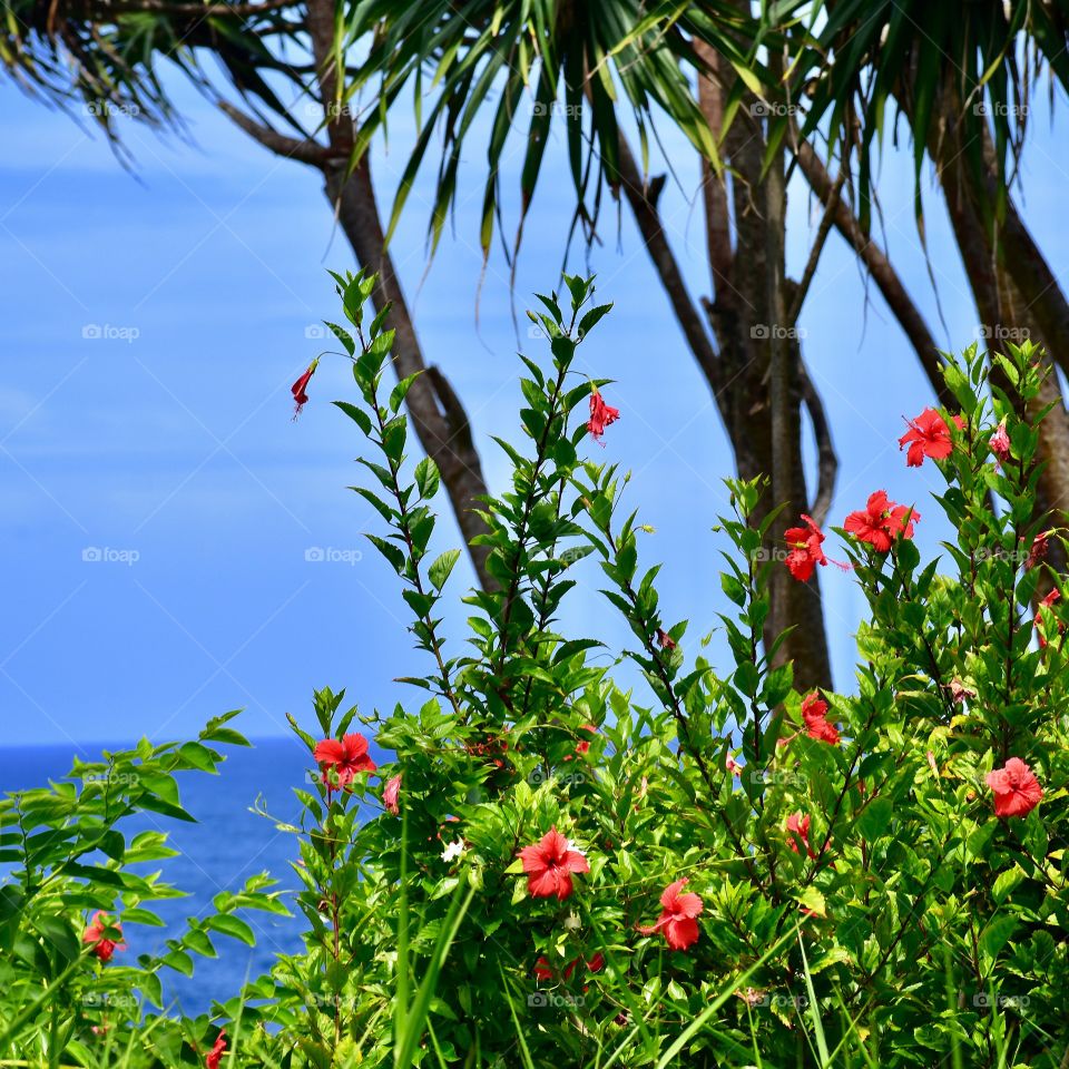 Wild hibiscus growing by the ocean on the island of Hawaii