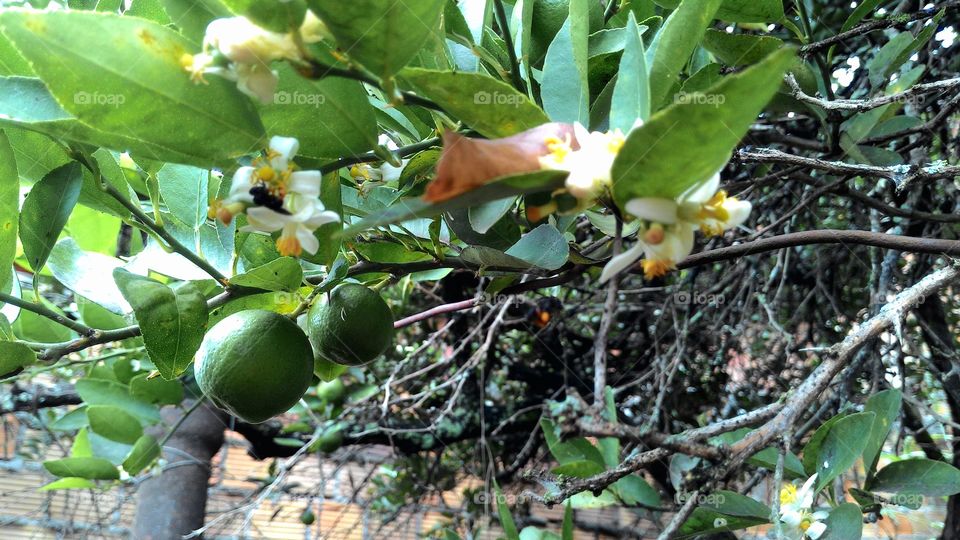 Pollination of lemon