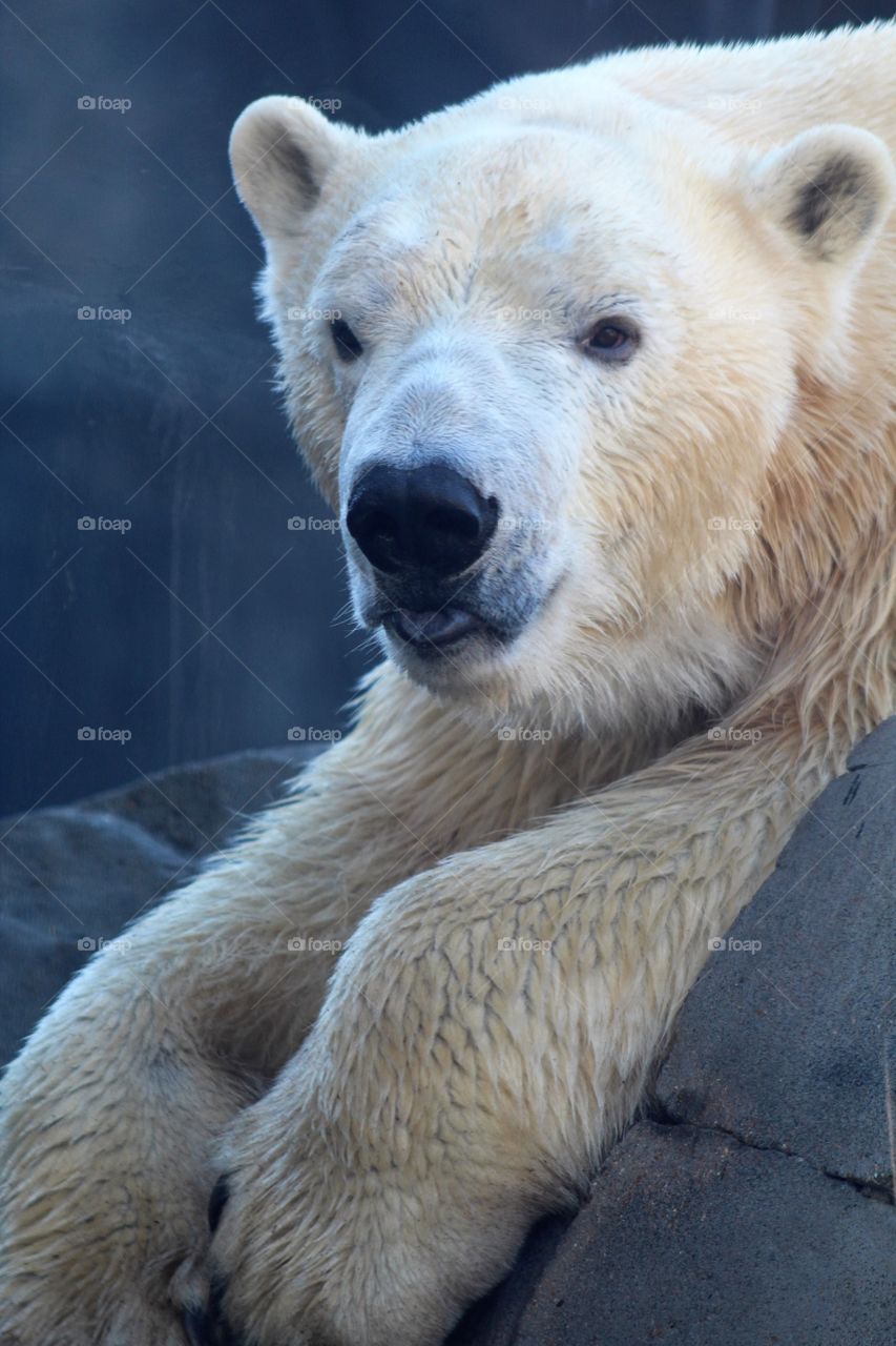 Polar bear