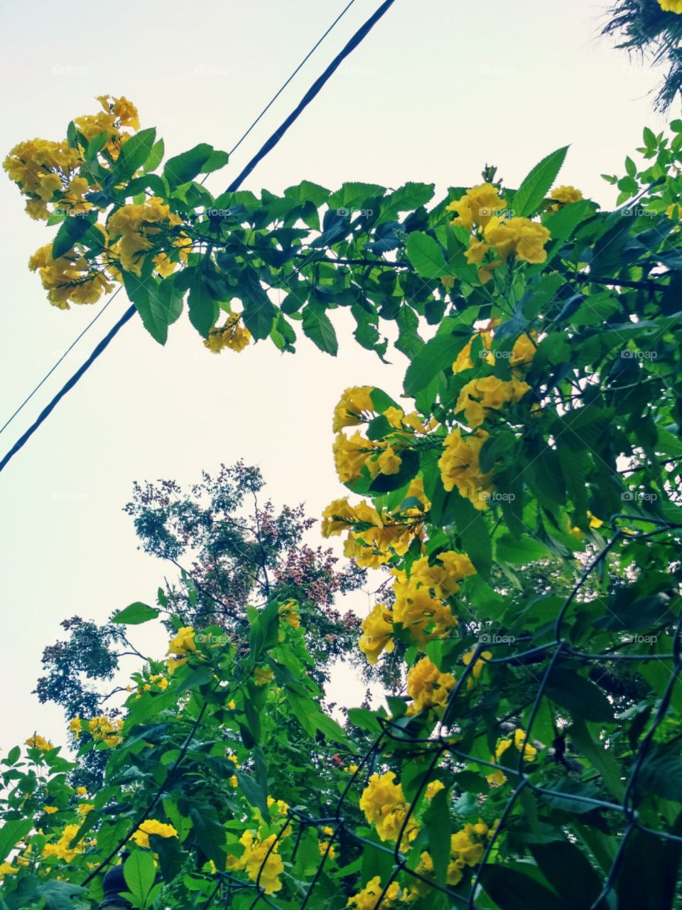 the beautiful yellow bell flowers & climbers !!