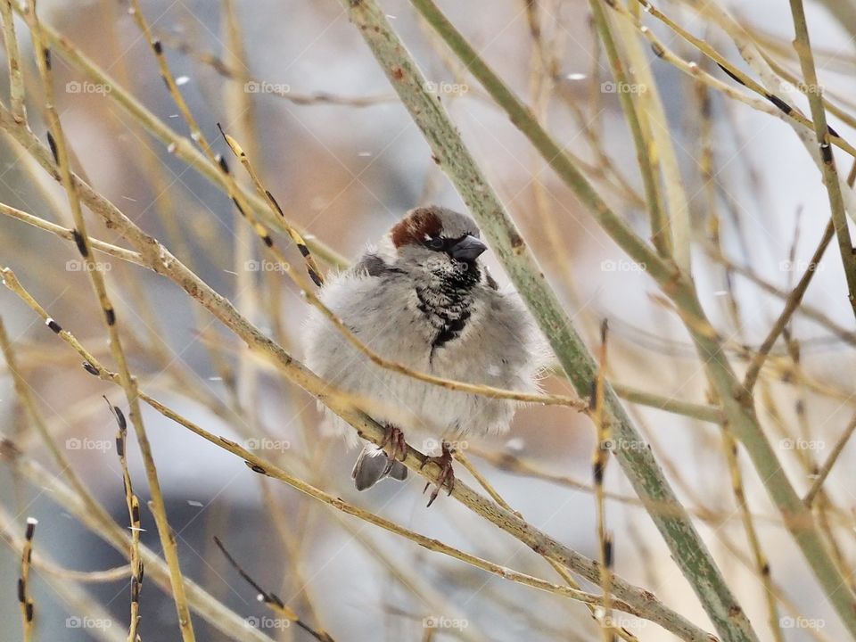 Sparrow