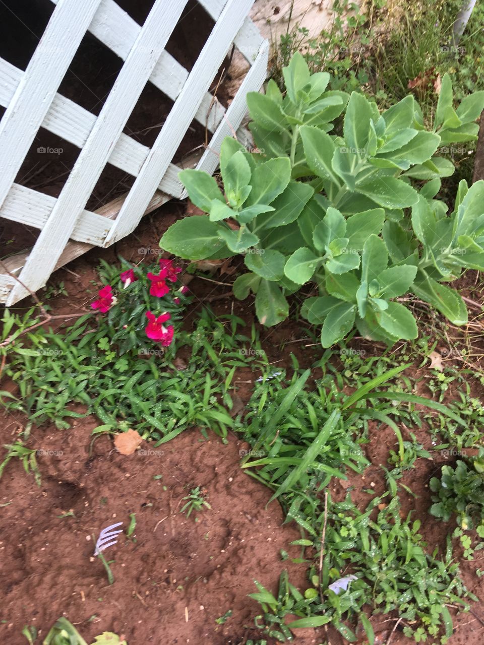 Sage and pretty red flowers and more of something coming up. Sage good for cooking.