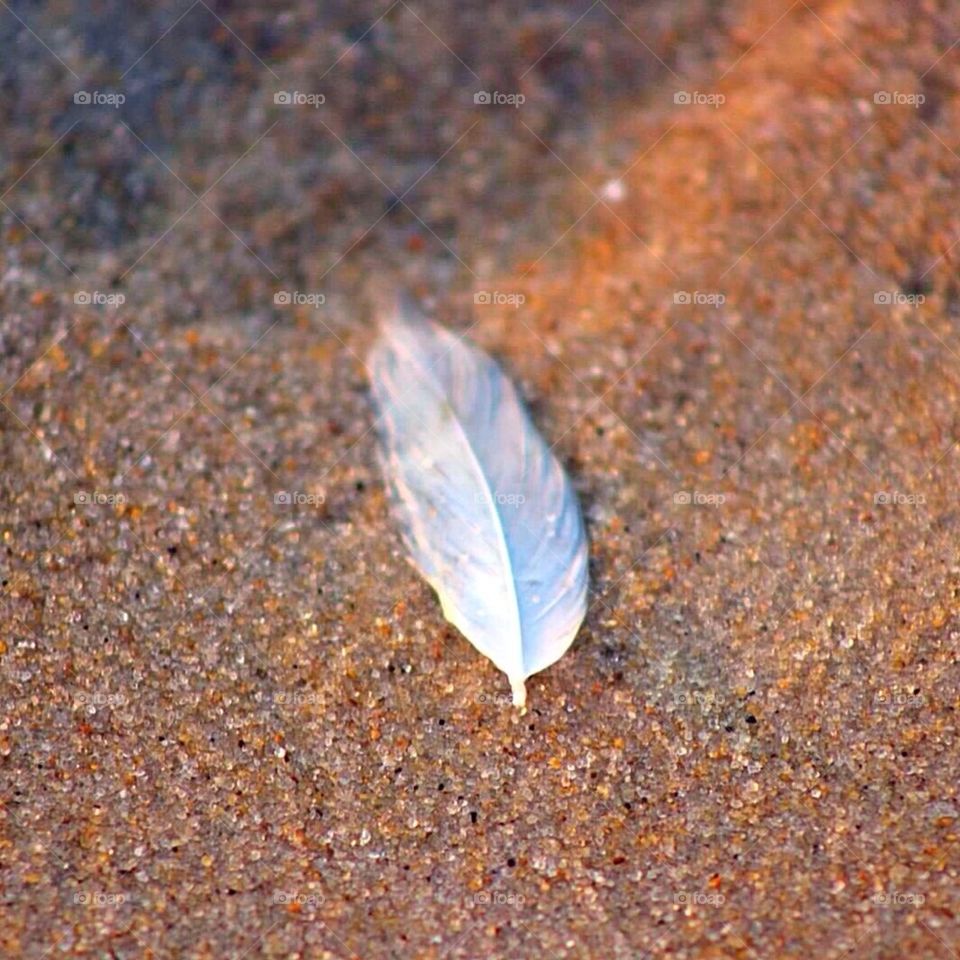 Feather in the Sand