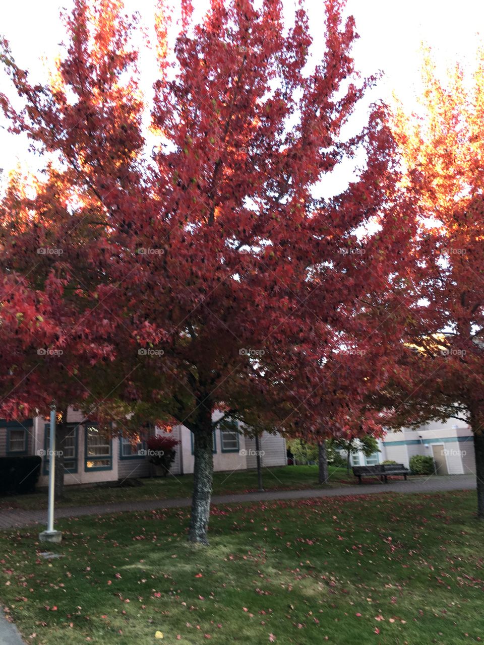 Red leaves