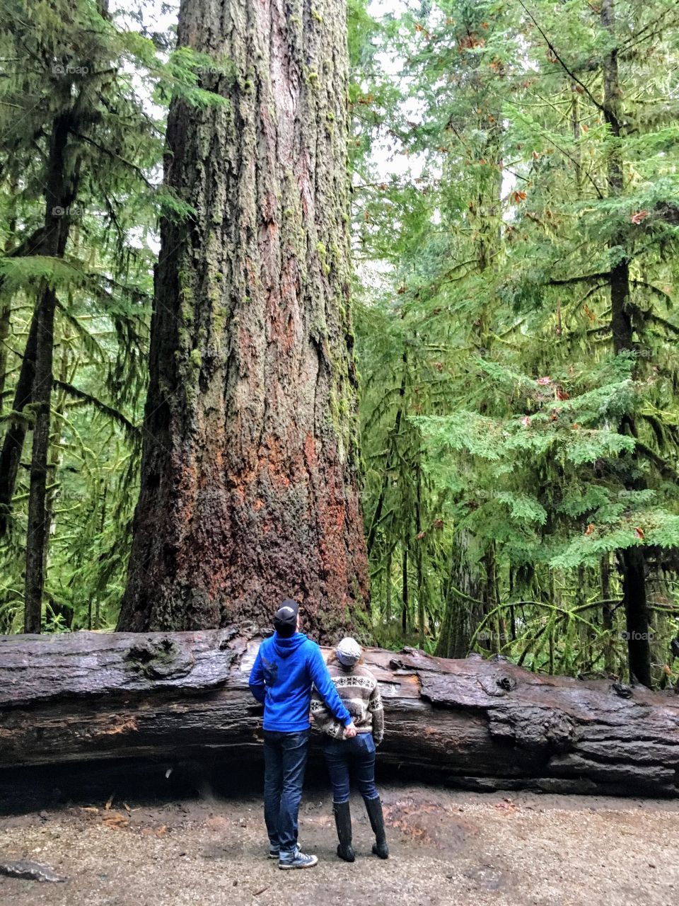 Couple looking up at the huge trees in MacMillan Provincial Park on Vancouver Island. 