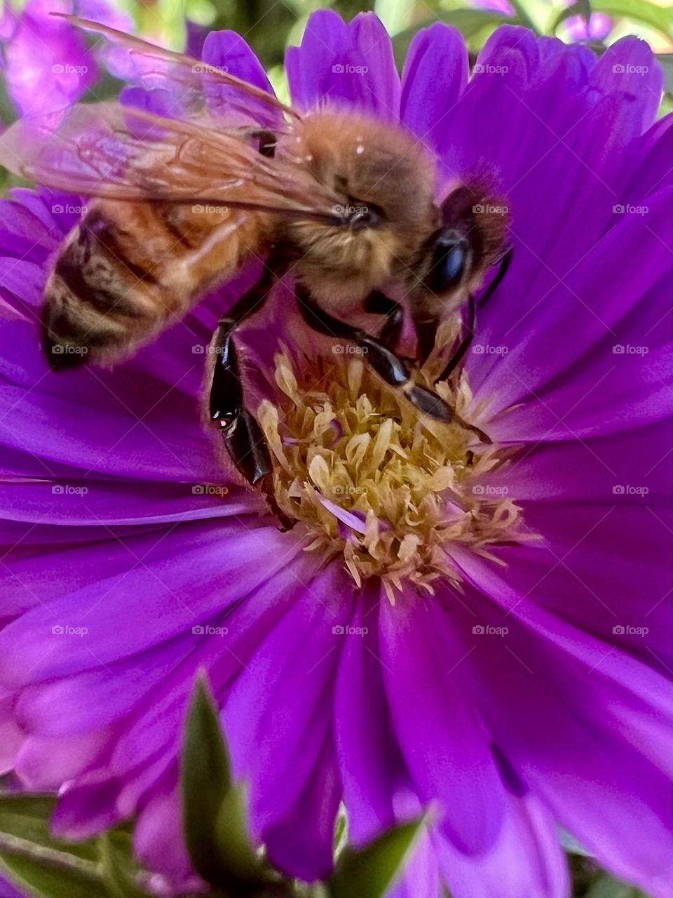 Bee