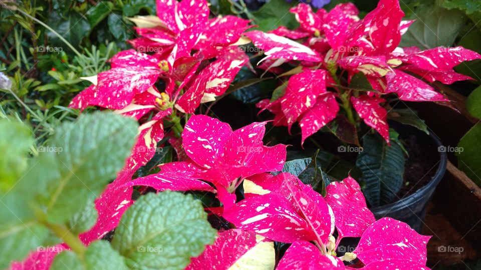 A natureza é mesmo fenomenal! São folhas ou flores nessa planta?!