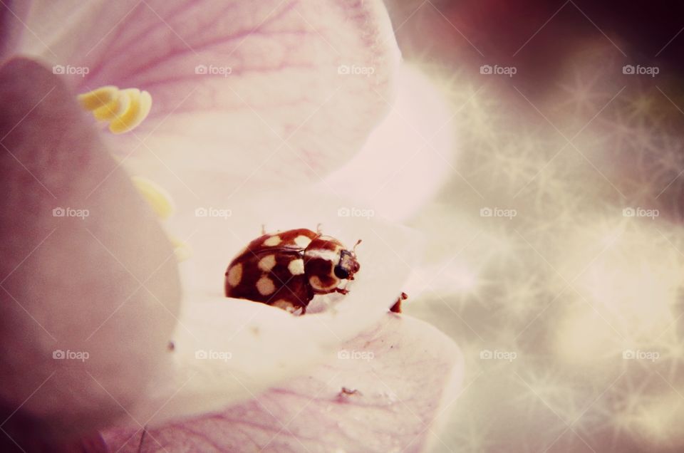 ladybug on flower