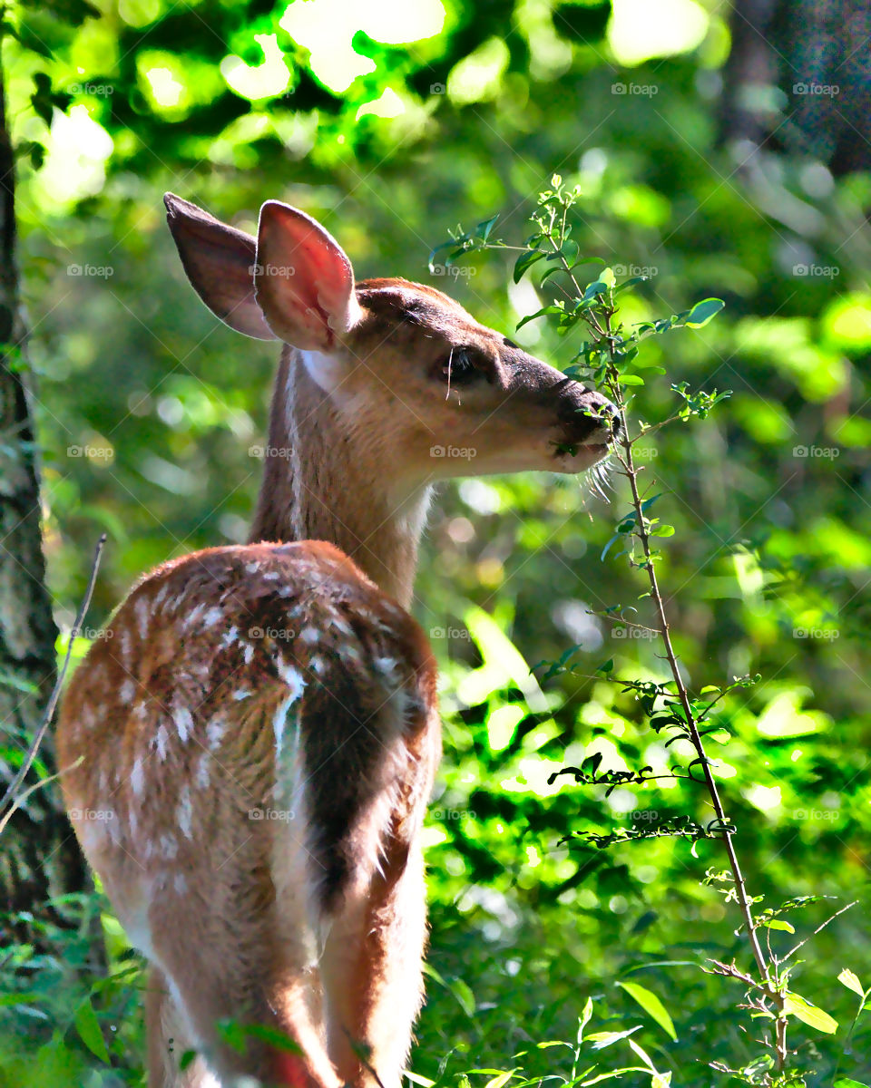 Fawn in the woods