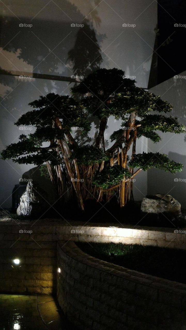 garden lights, decorative tree lights, bonsai trees, outdoor lights.
