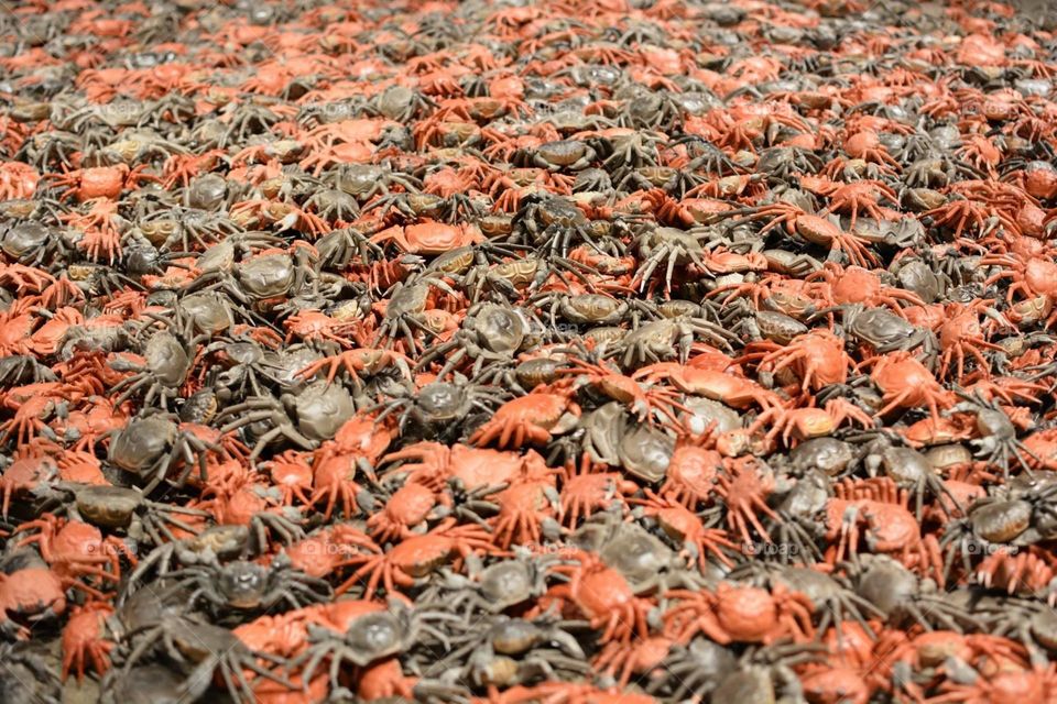 Crabs 