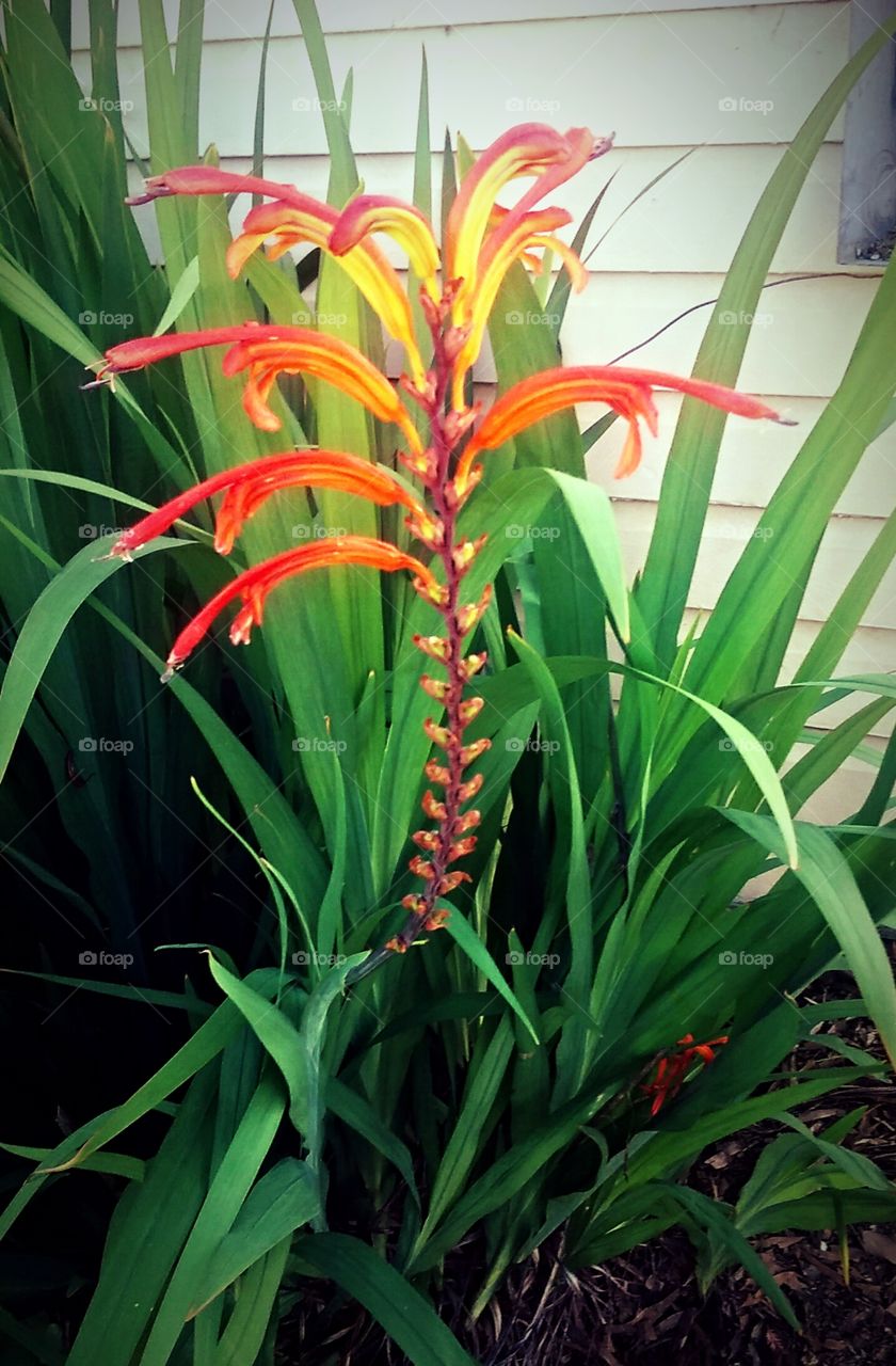 strange orange flower