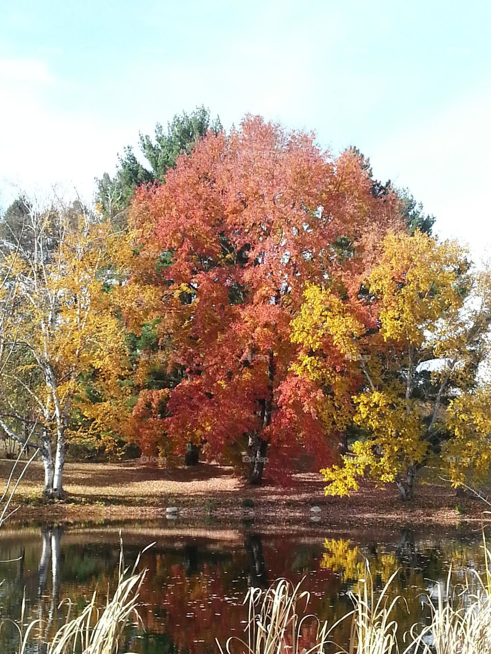 Fall at the Pond