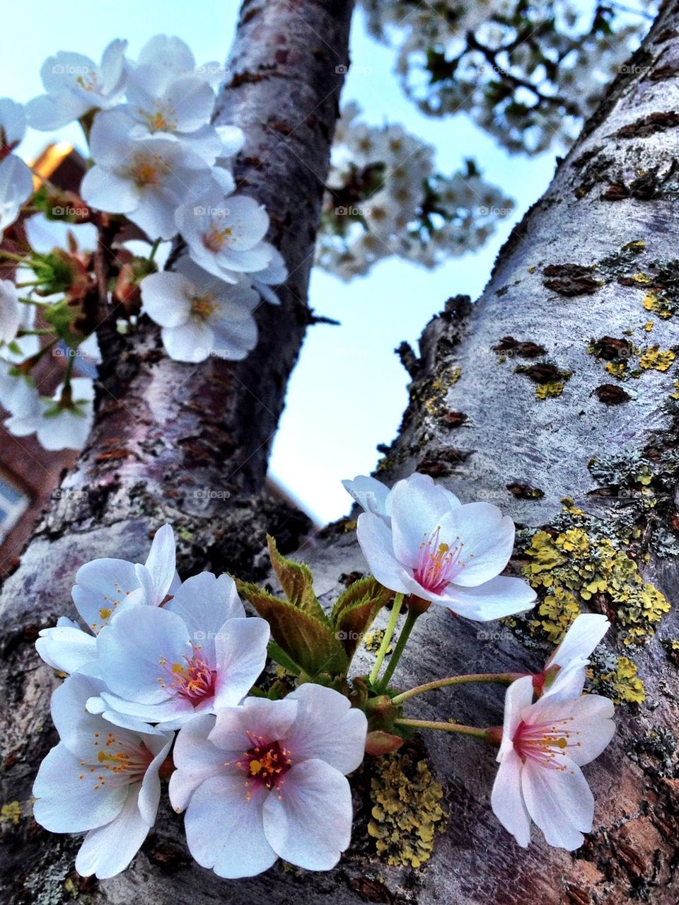 Flower tree