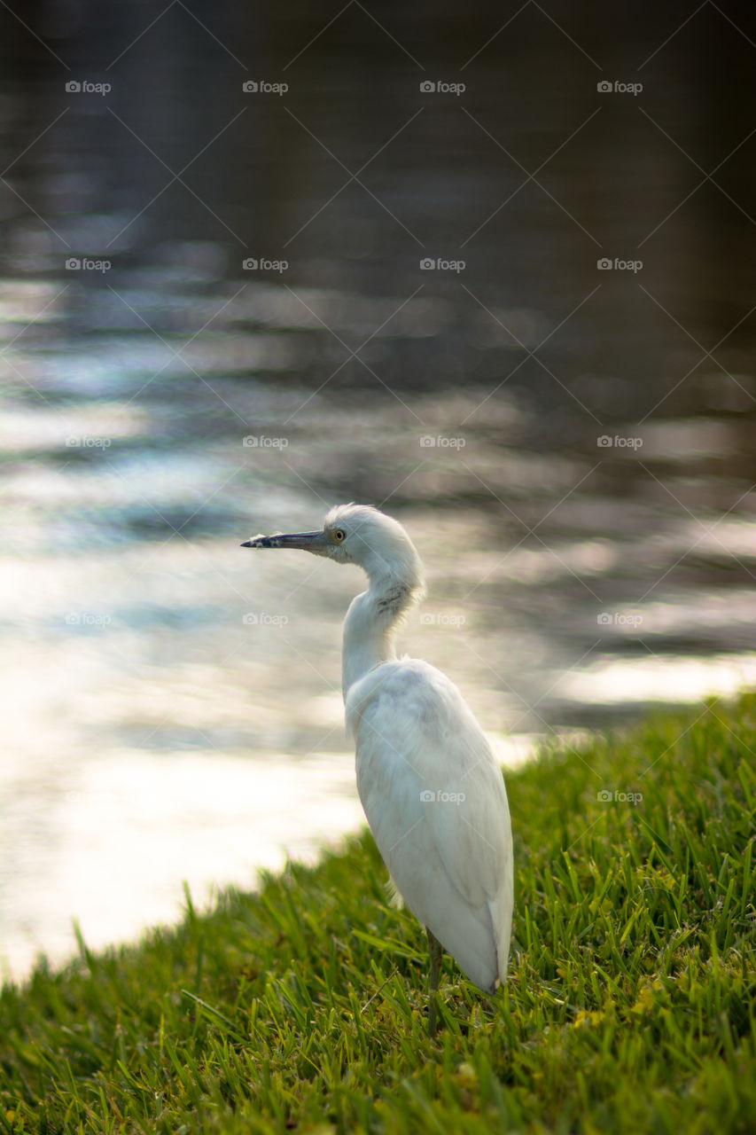 Crane on grass near the lake