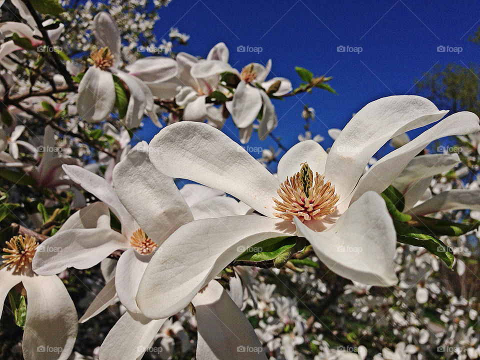 Magnolia