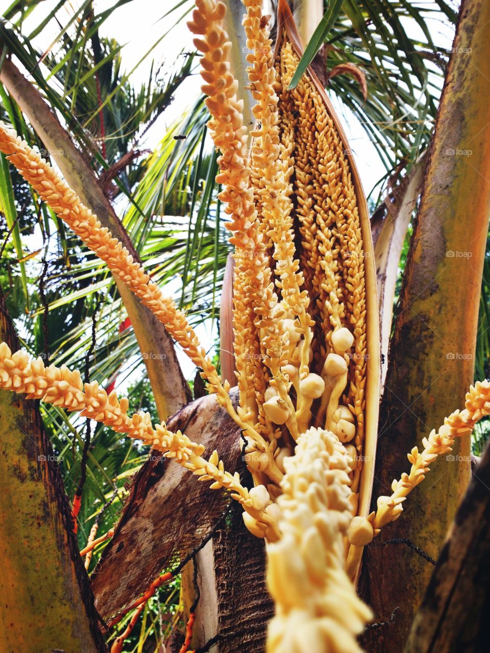 coconut flower