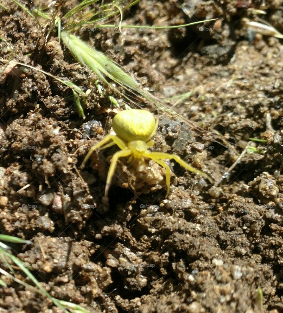 yellow spider