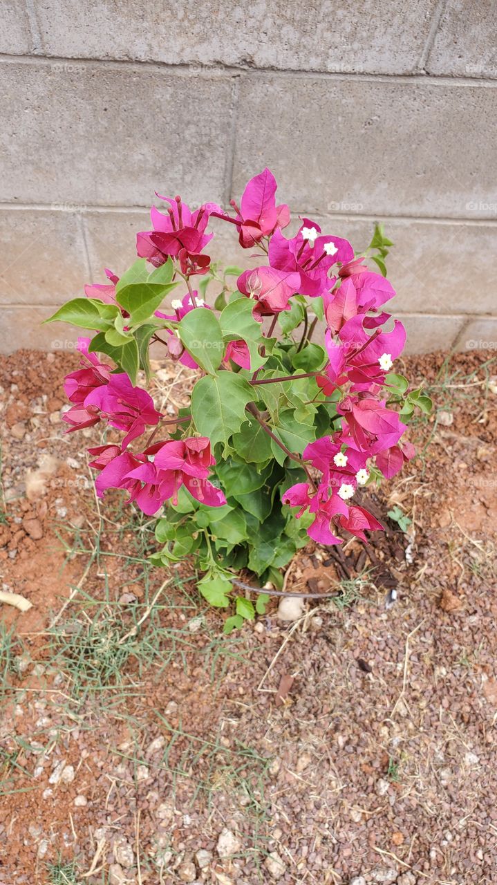 pretty pink bougainvillea