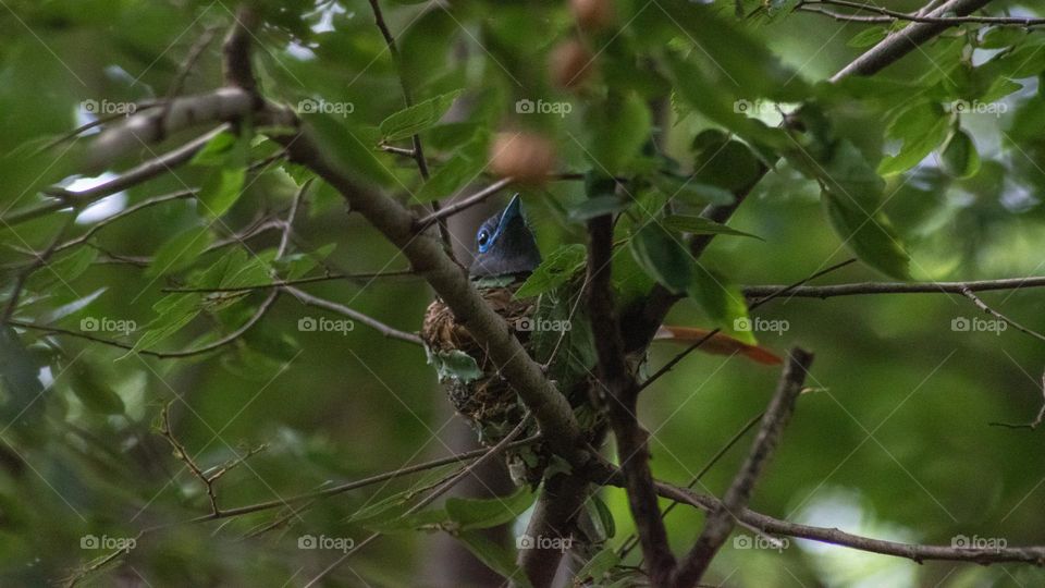 Mothers love. Paradise flycatcher on her nest. 