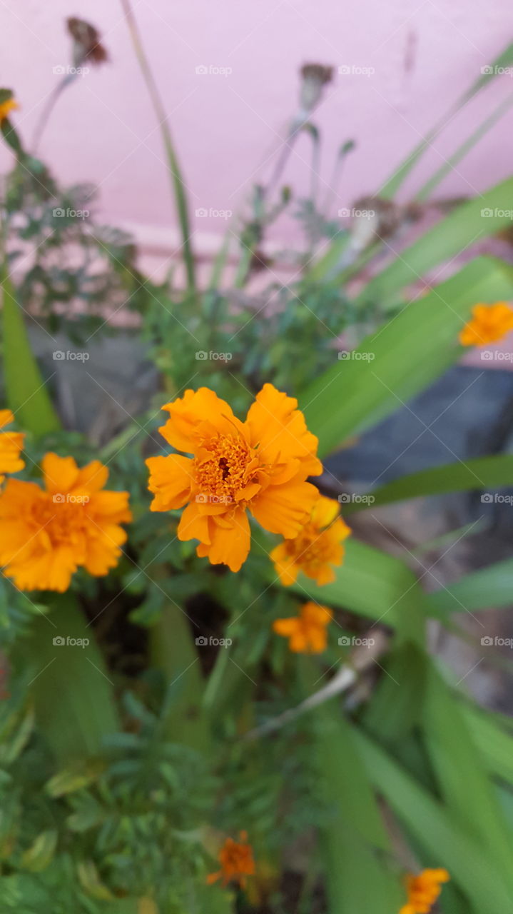 Orange Flowers