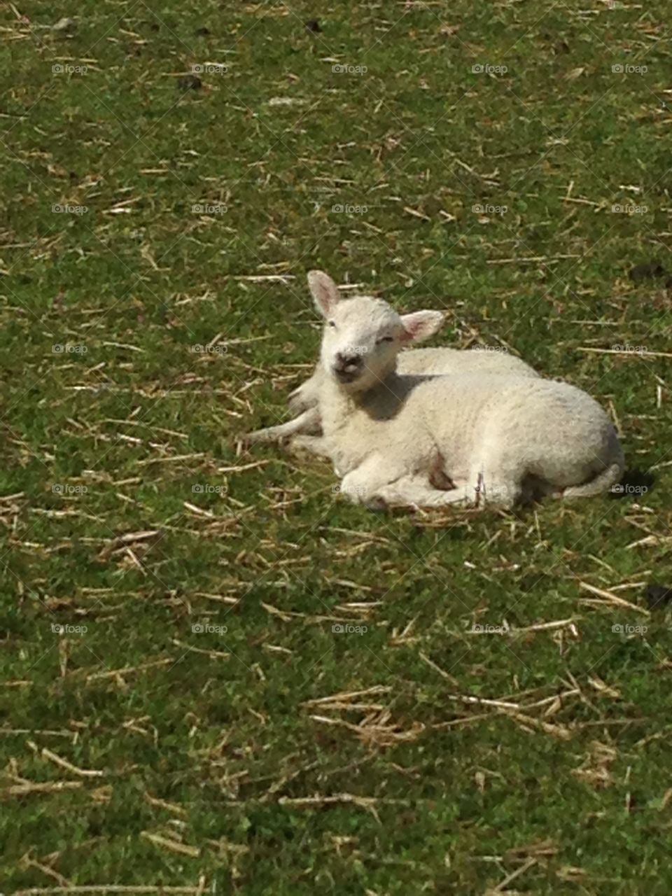 Spring lambs