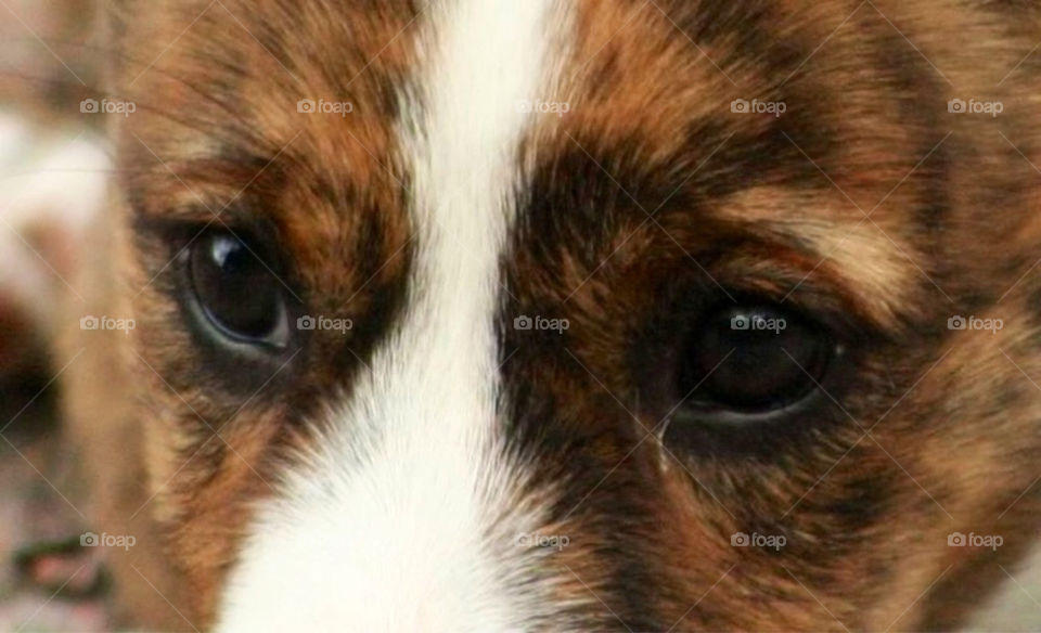 cute puppy eyes söt by paula