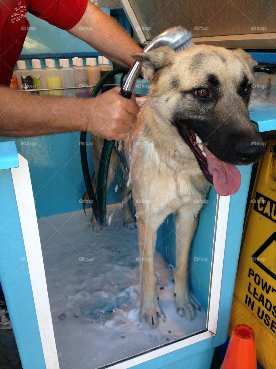 German shepherd dog happy smiling being washed dog wash