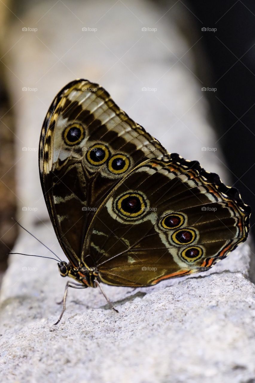 Butterfly Portrait, Butterfly On A White Wall, Beautiful Butterfly, Animal Photography 