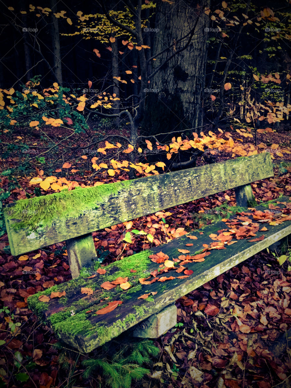 Autumn park 