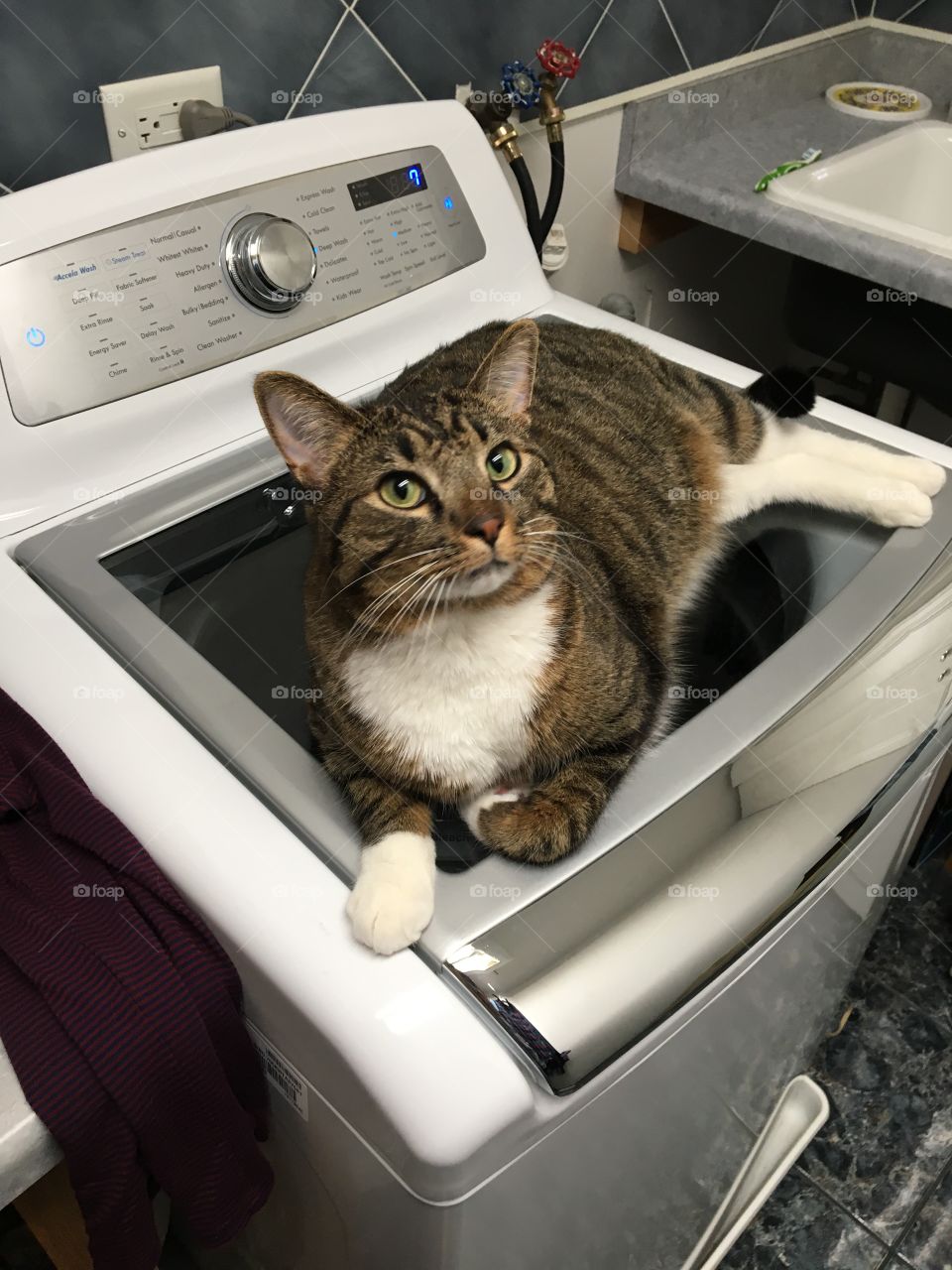 Orzo the cat, learning how to do laundry. He’s a mischievous little boy, but loves his parents so much and can never be apart from them. 