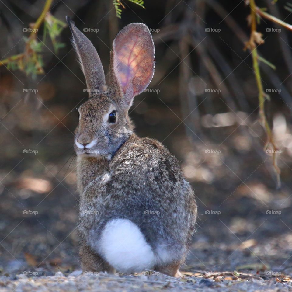 Close-up of a cute rabbit