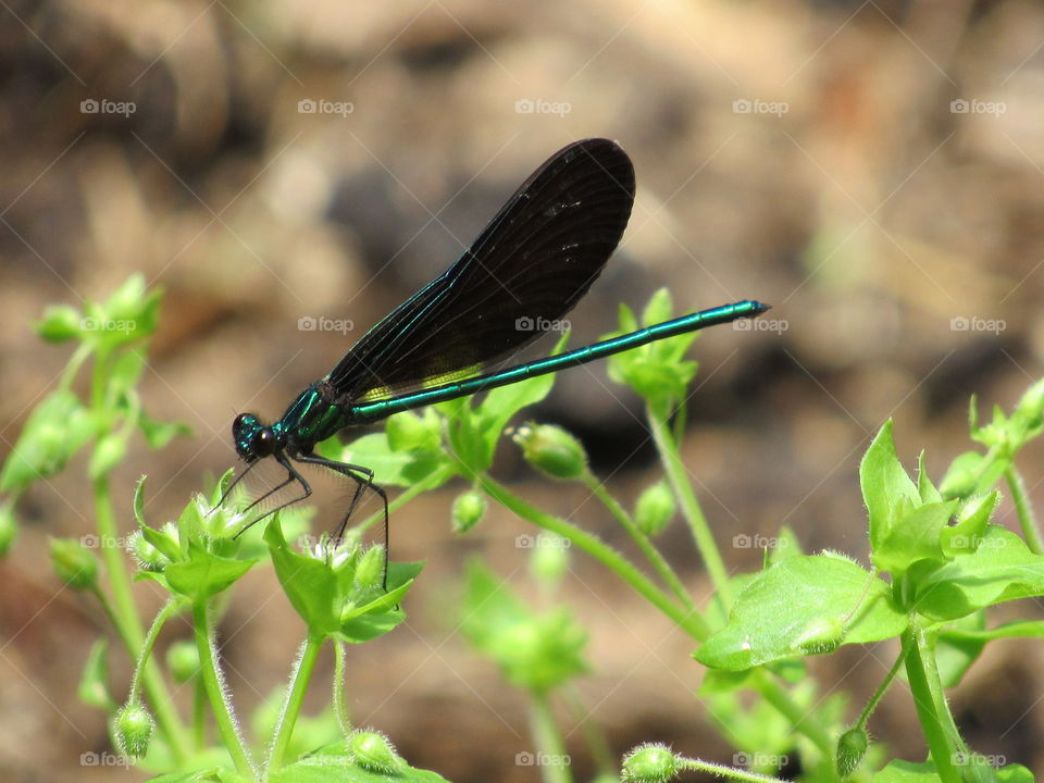 Black Damselfly