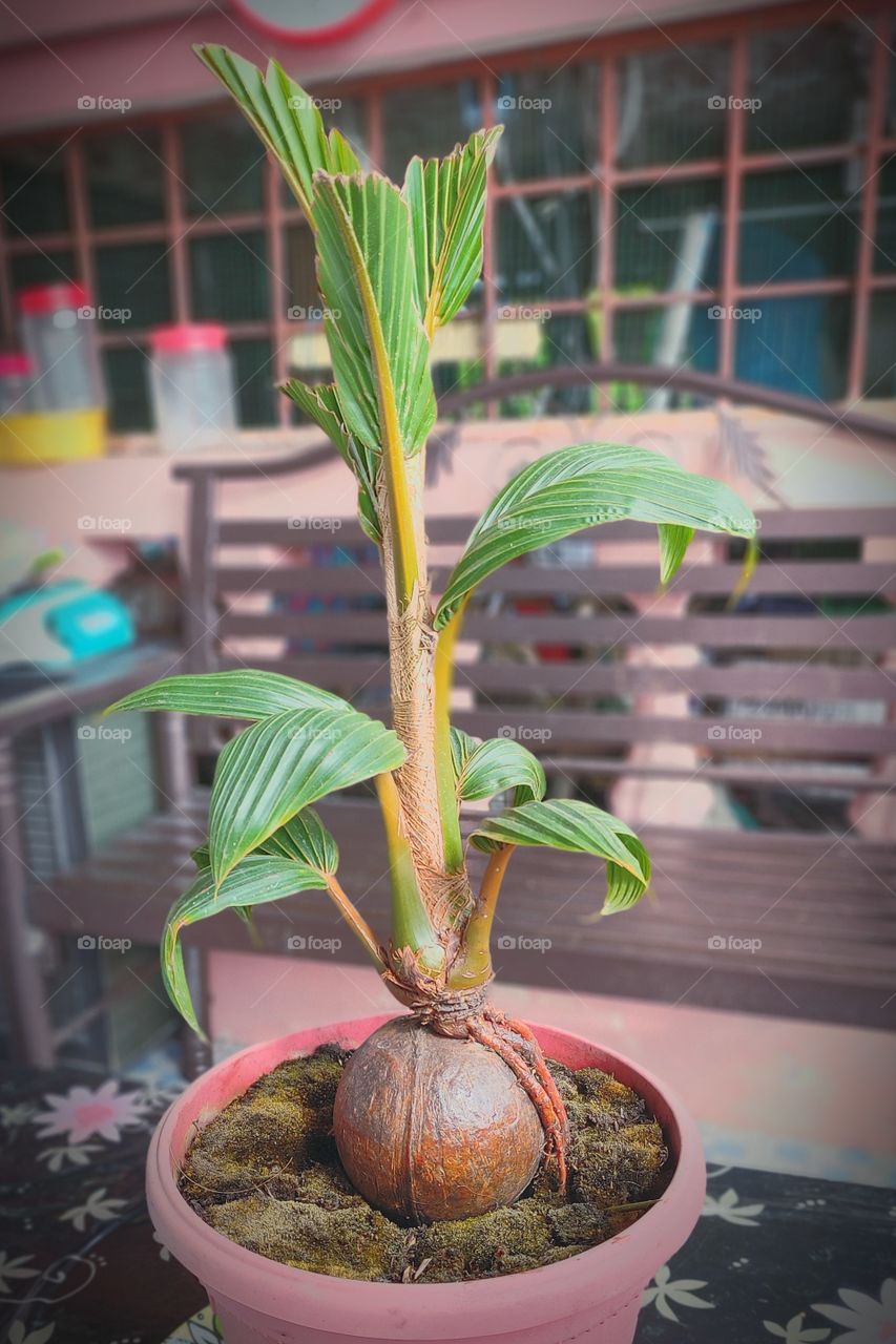 The Beautiful of Coconut Bonsai