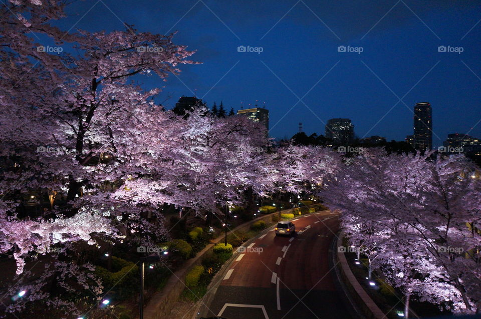 Spring of Japan