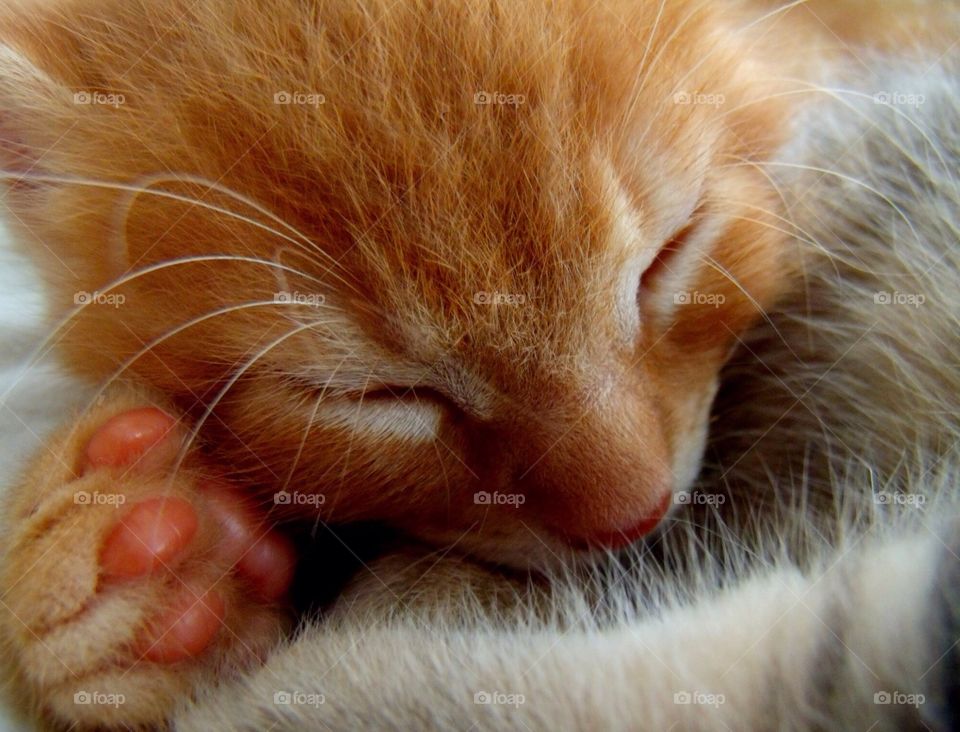 Sleeping kitten