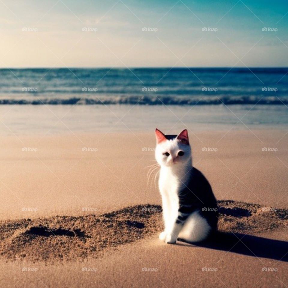 Cat on Beach