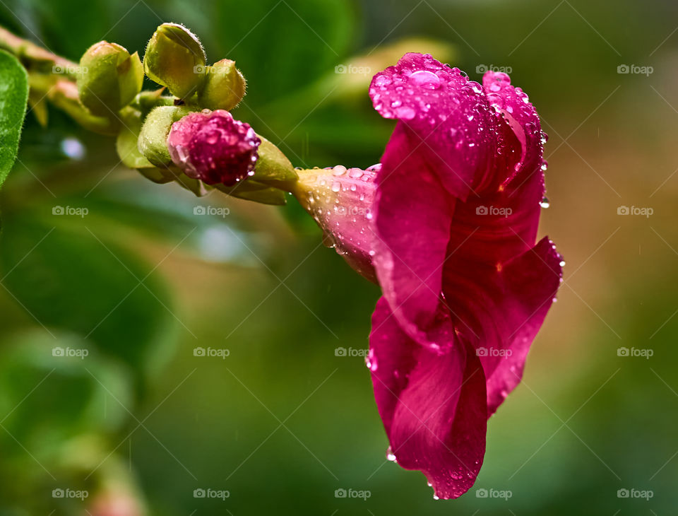 Floral photography  - allamanda  - rain  drop