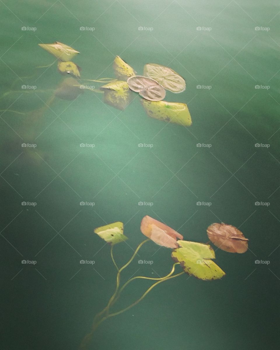 Lilly pads