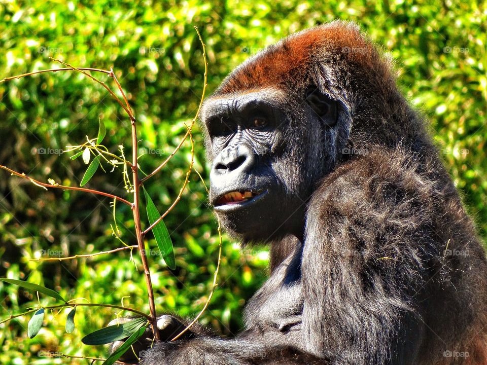 Golden Hour Gorilla. Photo Of Gorilla Taken Just Before Sunset
