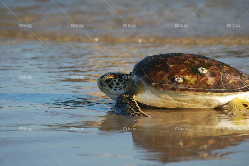 Sea turtle