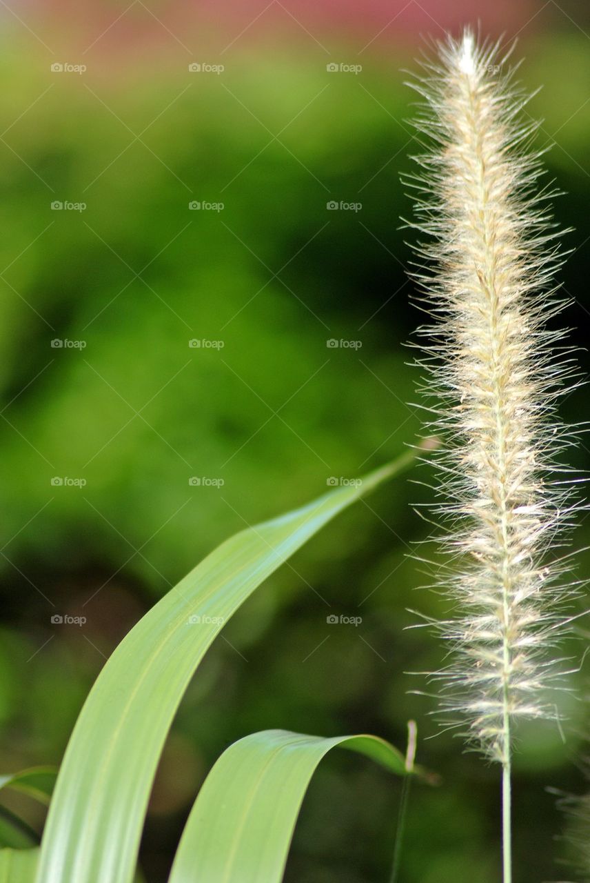 Wheat grass