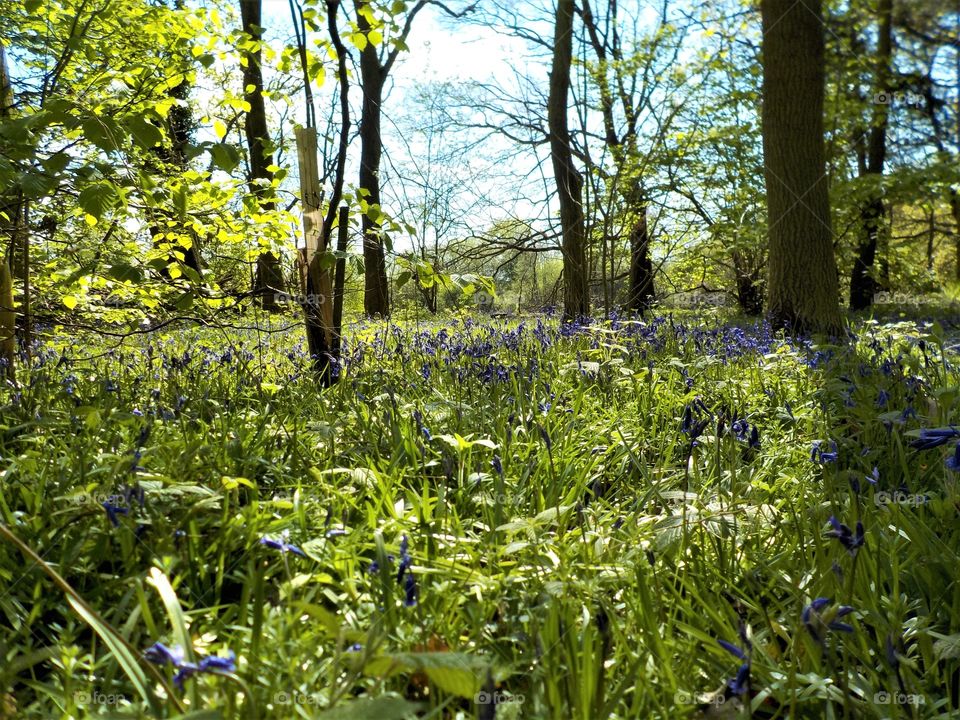 Mesmerising bluebells 