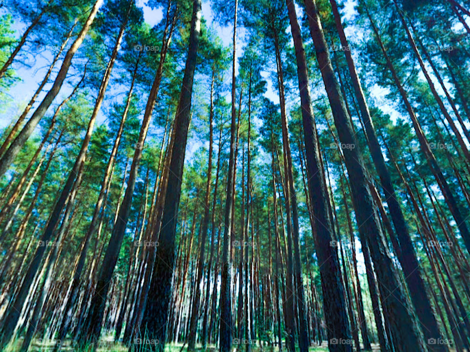 Сказочный лес 