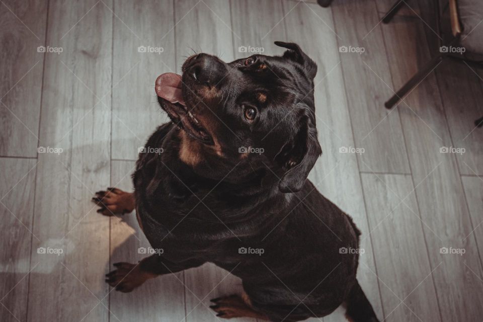 Ellie the Rottweiler 