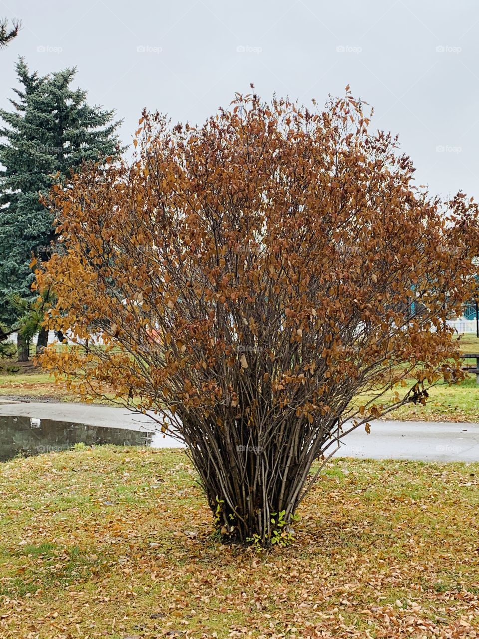 Fall tree at the park 