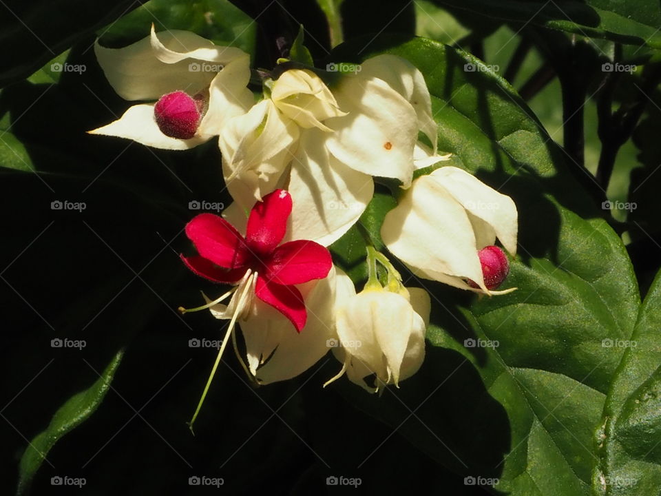 Bleeding Heart Vine - Clerodendrum