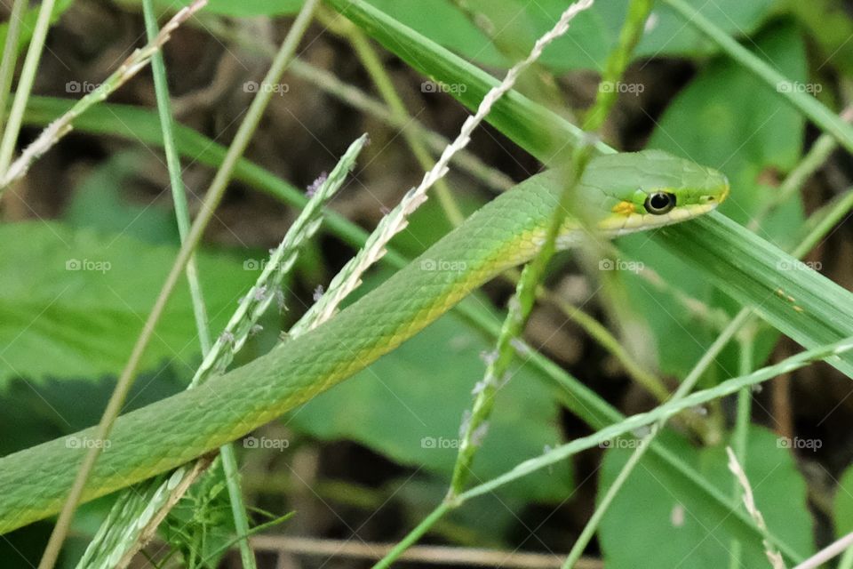 A harmless rough greensnake slithers in the bushes at Yates Mill County Park in Raleigh North Carolina. 