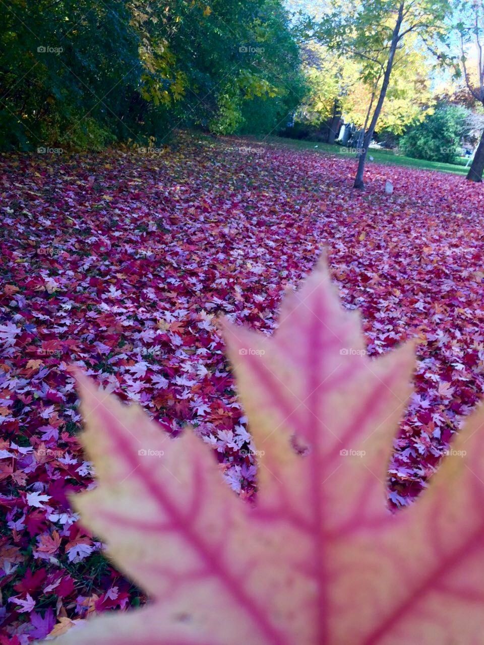 Red autumn 